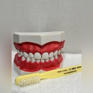 Kaplan Red and White Dental Model with Yellow Training Toothbrush (No Box)